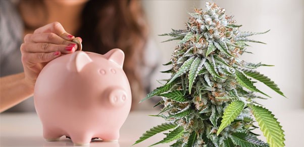 Плюсы регулярных сортов каннабиса