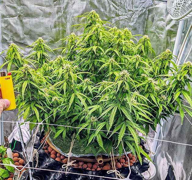 Куст Gorilla Glue Auto от FastBuds на 9-10 неделе