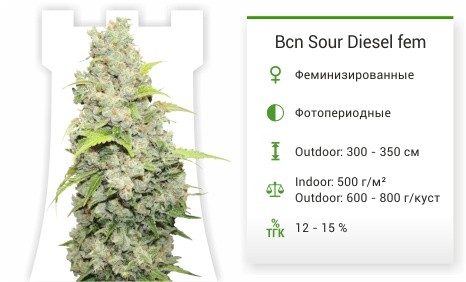 Bcn Sour Diesel fem от Medical Seeds