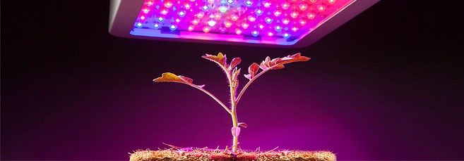 Как рассчитать свет для марихуаны