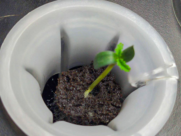 Проращивание семян конопли