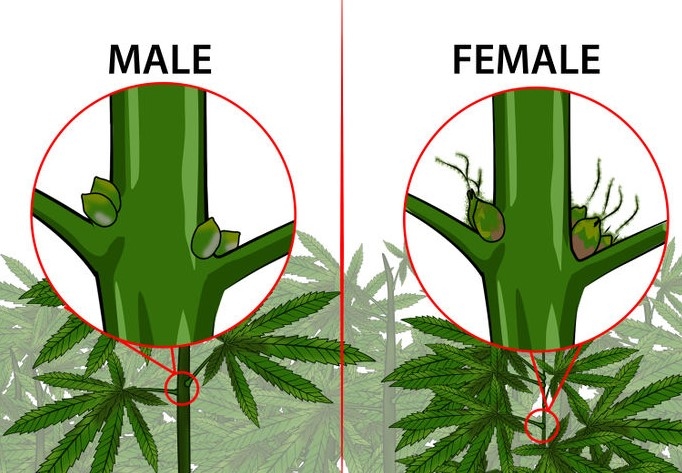 Male female cannabis