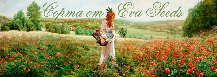 5 популярных сортов от Eva Seeds