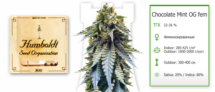 Chocolate Mint OG