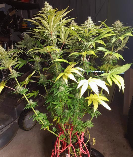 Куст конопли с ожогами на листьях