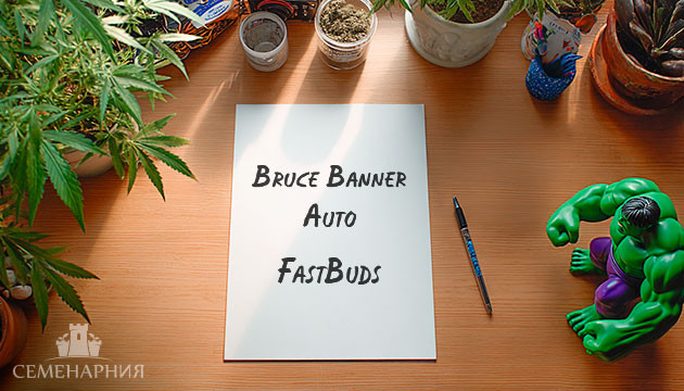 Выращивание сорта марихуаны Bruce Banner Auto от FastBuds