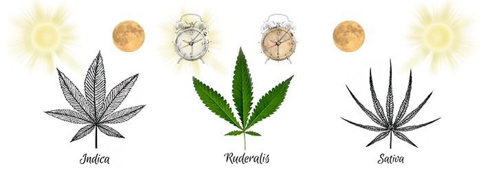 Скрытые возможности сорной конопли