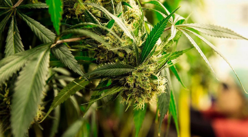 Условия для цветения