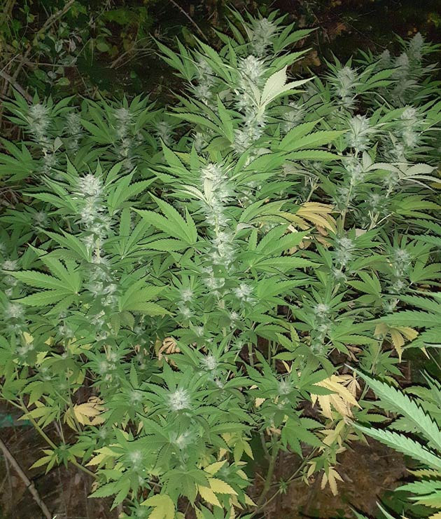 Сорт Golosa на 22 неделе