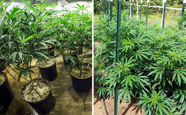 Индорное и аутдорное выращивание