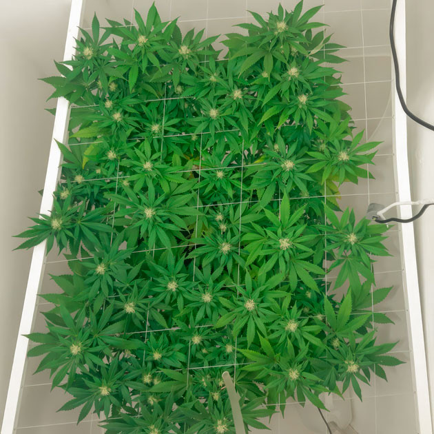 Куст Blackberry Moonrocks от AlphaFem Seeds на стадии цветения