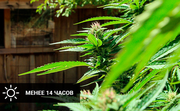 Световой день меньше 14 часов