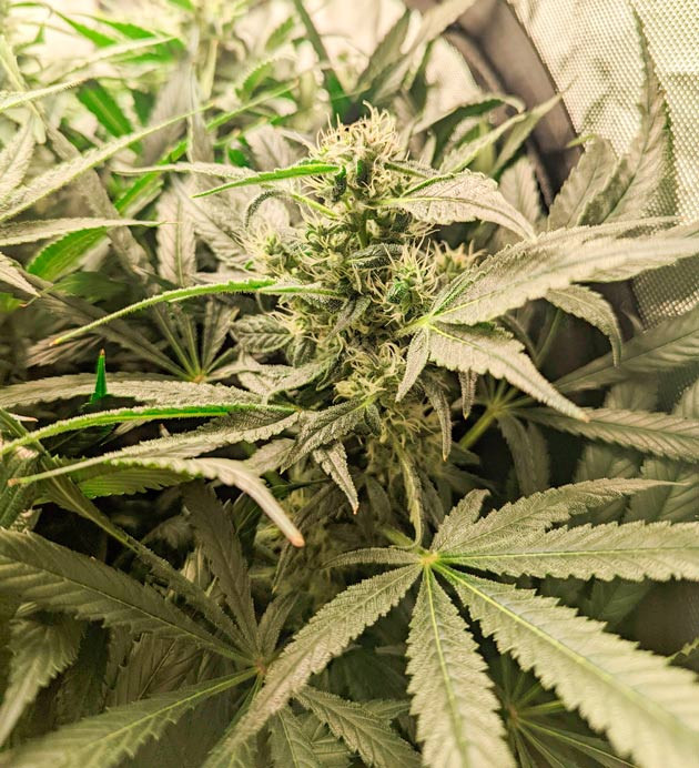 Куст Green Gelato от RQS на 15 неделе выращивания