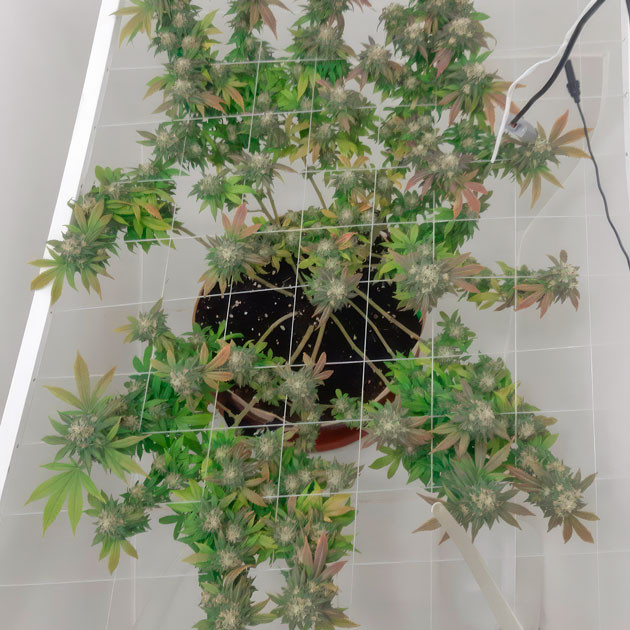 Куст Blackberry Moonrocks на 18 неделе выращивания