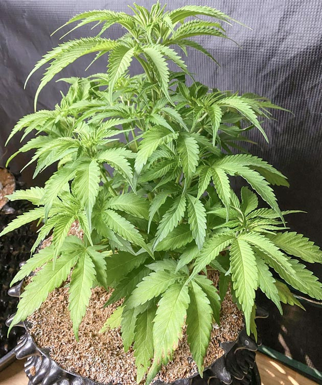 Куст Gorilla Glue #4 на 5 неделе выращивания