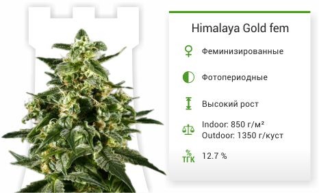 Himalaya Gold fem (Green House Seeds)