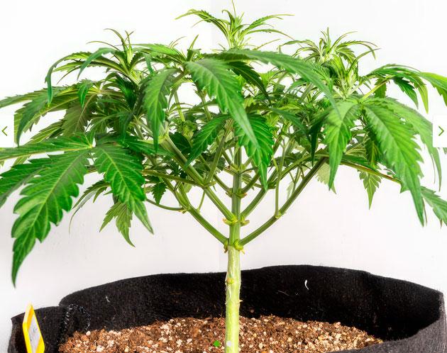 Куст Lemon AK Auto от FastBuds на 5 неделе