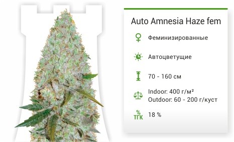 Auto Amnesia Haze fem