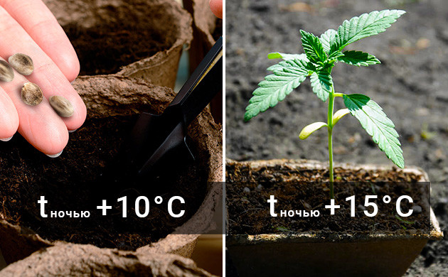 Ночная температура при высадке семян и рассады