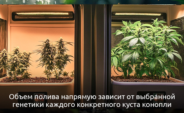 Правила полива в зависимости от генетики сорта куста каннабиса