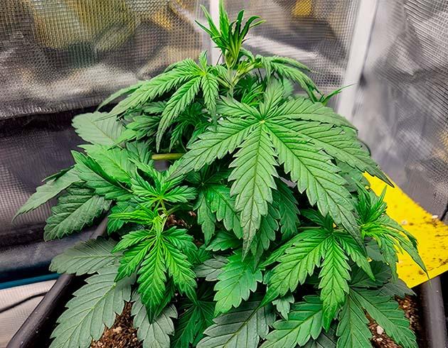 Растишка Gorilla Punch Auto от FastBuds на стадии вегетации