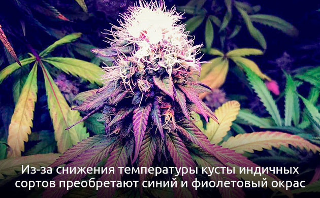 Допустимые значения температур для гровинга конопли