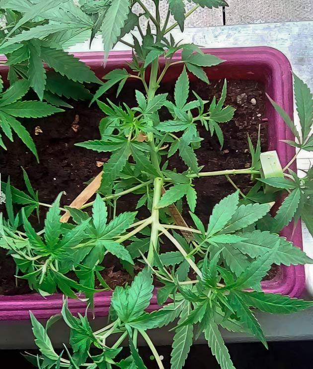 Куст Eleven Roses от Delicious Seeds на 5 неделе