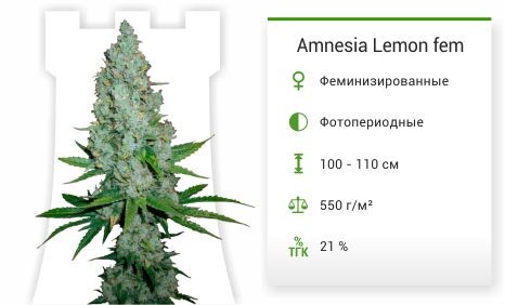 Amnesia Lemon fem от Barney's Farm