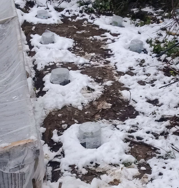 Выращивание в аутдоре