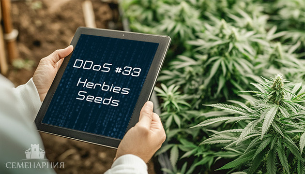 Выращивание сорта DDoS #33