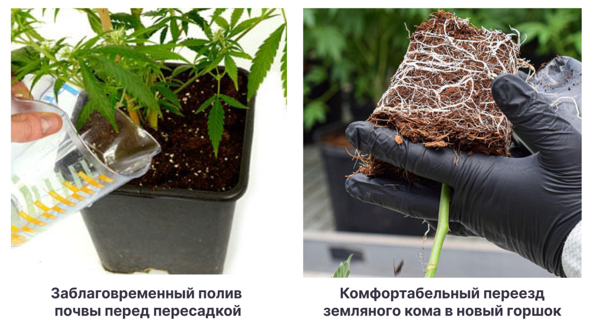 Преимущества гроубэгов и воздушной подрезки корней