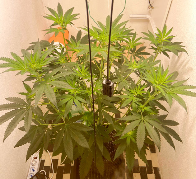 Куст Chemical Bride от GHS ростом 70 см