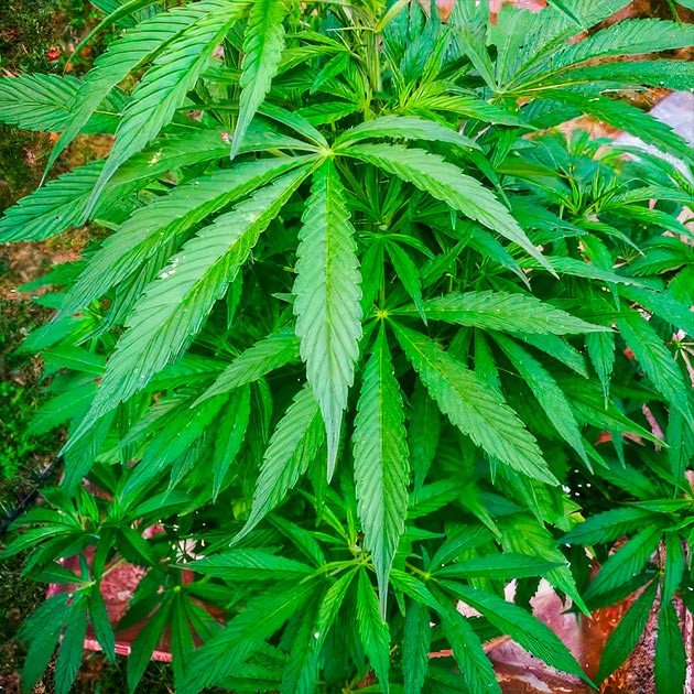 Куст после дефолиации