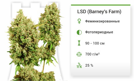 LSD от Barney's Farm