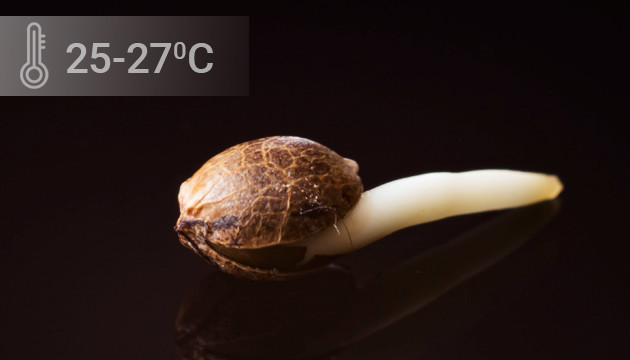 Температура проращивания между 25 и 27 градусами