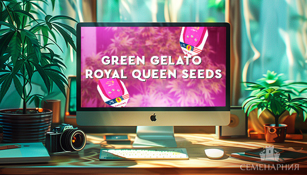 Выращивание сорта Green Gelato