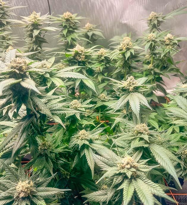 Кусты Apple Betty от Herbies Seeds на 13 неделе выращивания