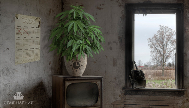 Неприхотливая автоцветущая конопля