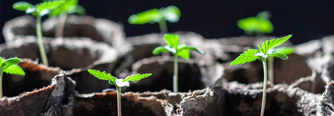 Торфяные стаканчики для автоцветов