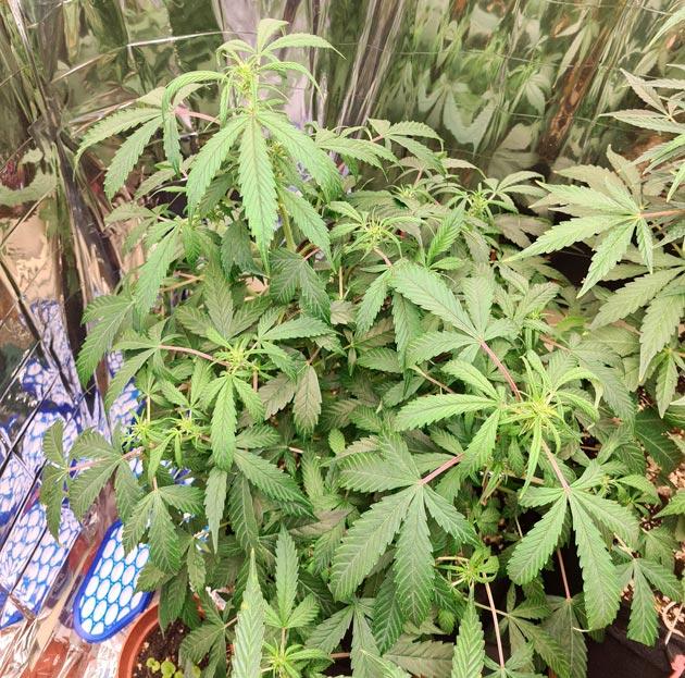 Куст Auto Orange Bud от Dutch Passion на 8 неделе