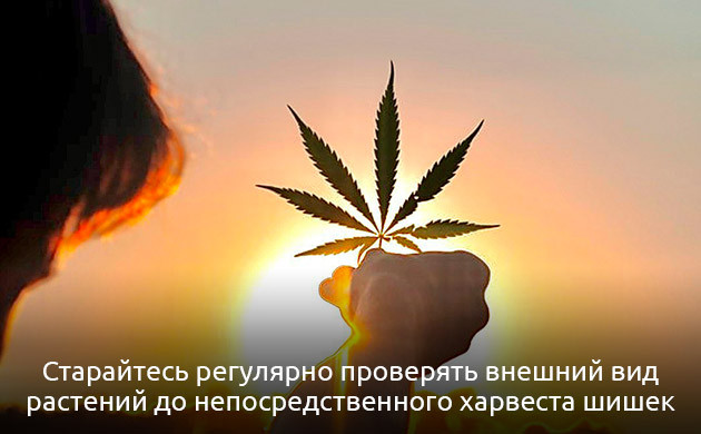 Регулярный уход конопли