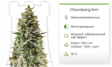 Chocobang от Delicious Seeds