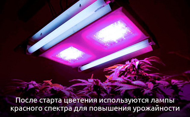 Шпаргалка гровера по свету