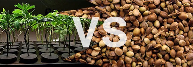 Клоны VS семена конопли