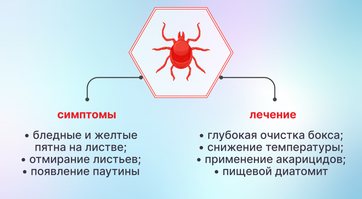 Паутинный клещ на конопле