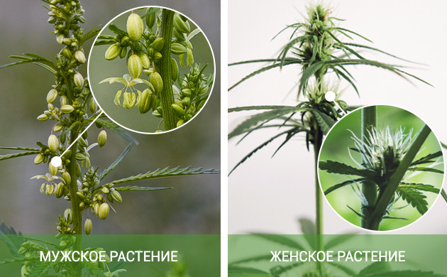 Мужские и женские растения конопли