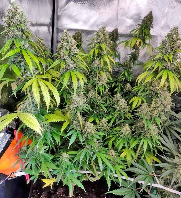 Куст LSD от Barney's Farm на стадии цветения