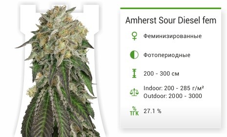 Amherst Sour Diesel от Humboldt Seeds