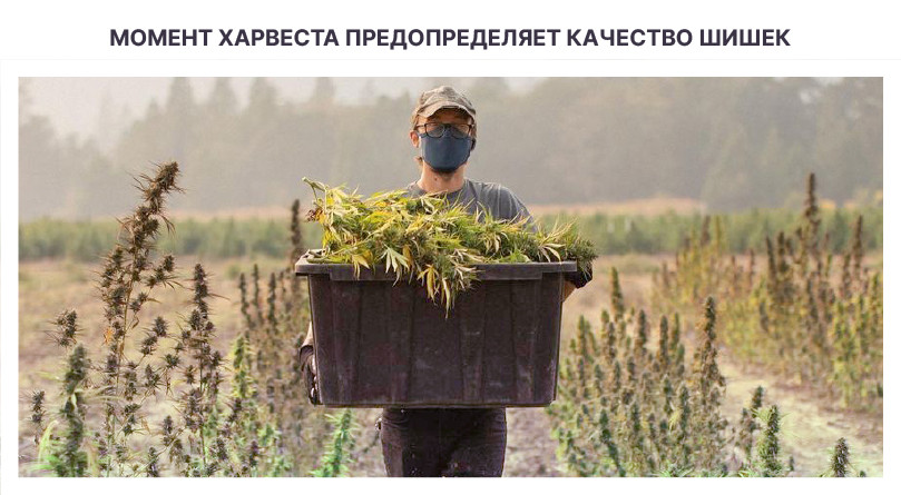 Лучший момент для сбора урожая