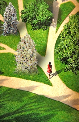 Выбор сорта конопли